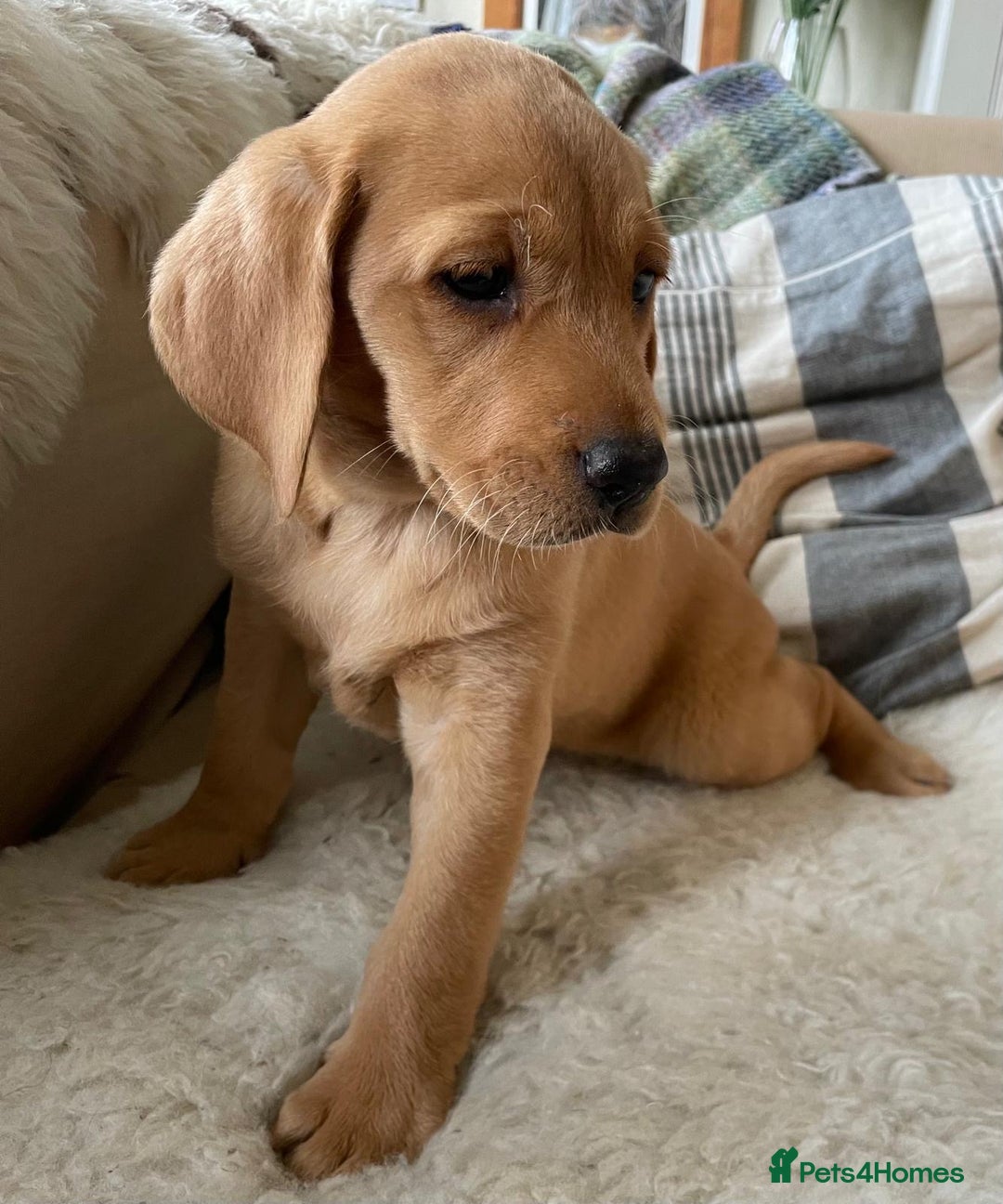 Labrador Retriever dogs for sale: Beautiful Health Checked Female KC Reg Lab Pup - Image 5