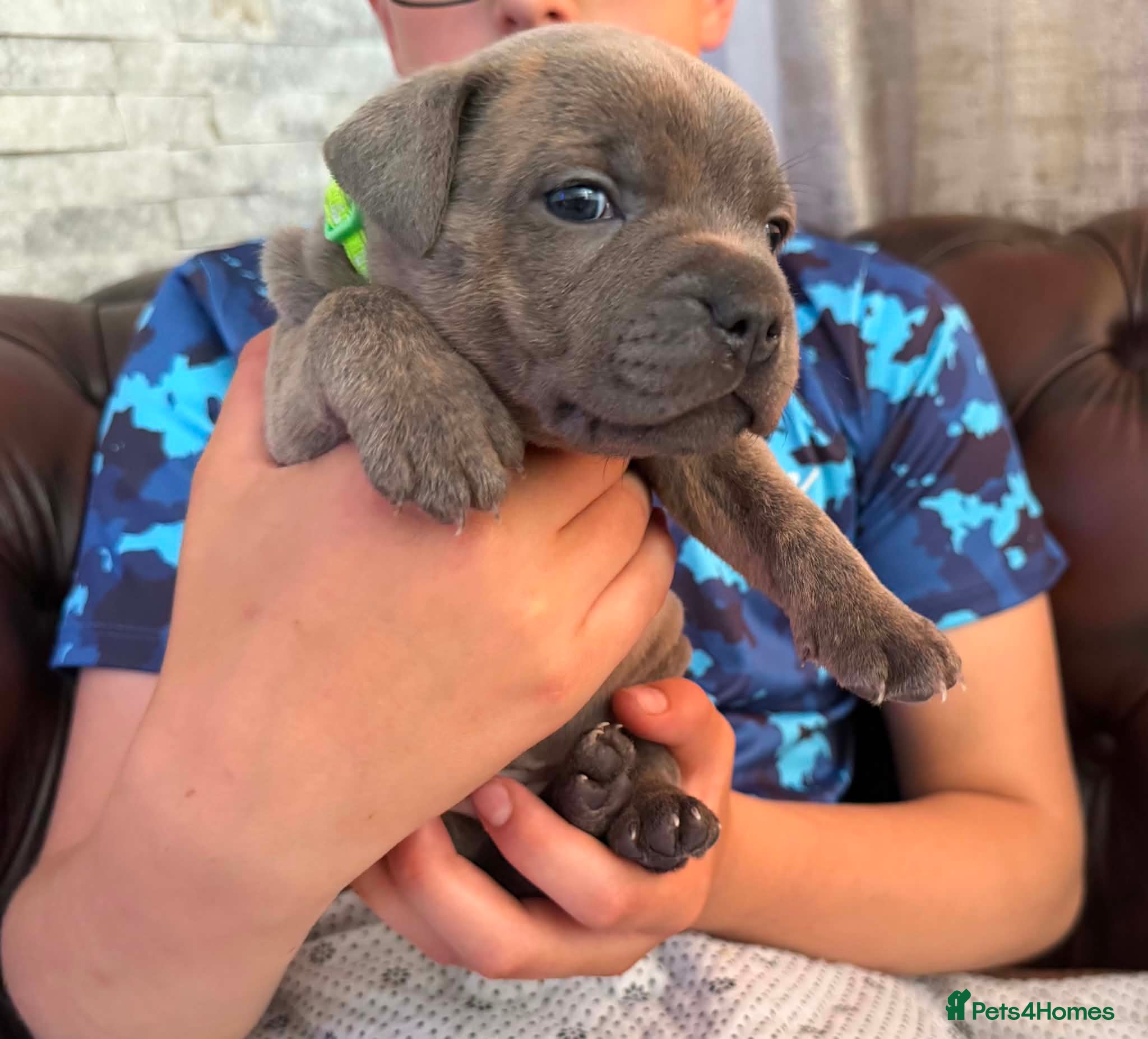 Staffordshire Bull Terrier dogs Adorable KC registered blue staffy puppies  - Advert 1