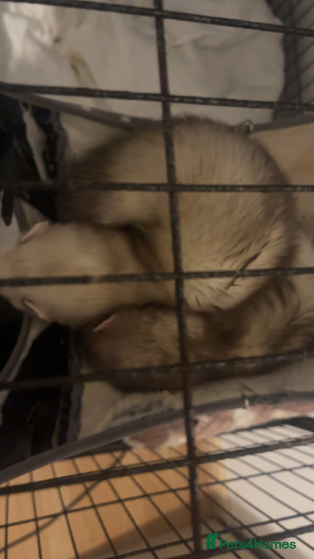 Mixed Breed rodents for sale: Ferrets  - Advert 4