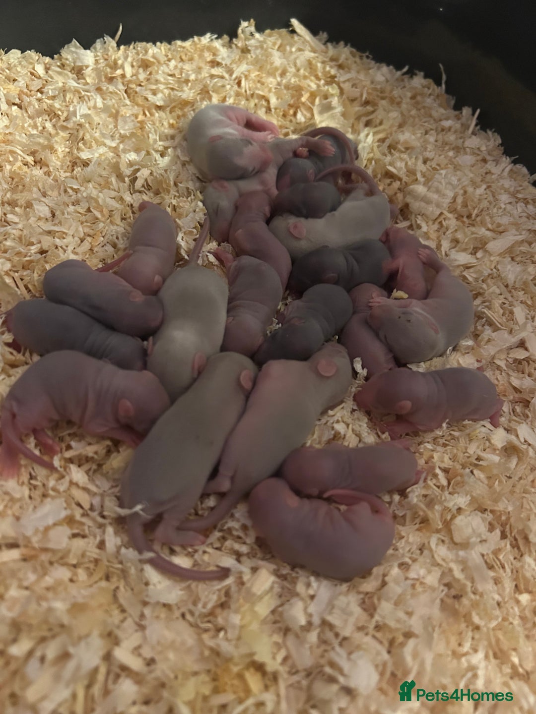 Rat rodents for sale: Baby rats  - Advert 3