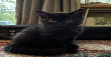 British Shorthair cats - Advert 5