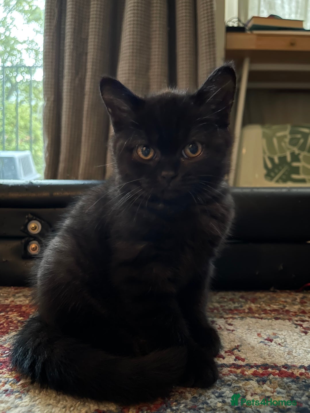 British Shorthair cats for sale: British shorthair blue - Image 3