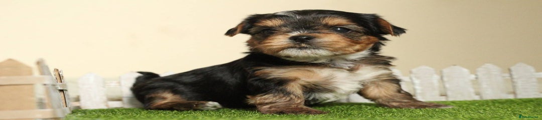 Yorkshire Terrier Puppy 5