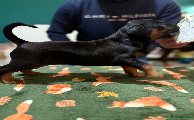 Dobermann dogs - Advert 2