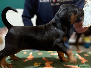 Dobermann dogs - Advert 2