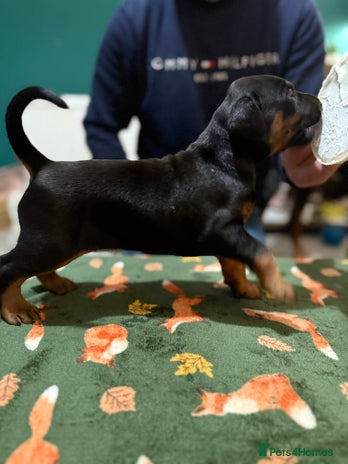 Dobermann dogs - Advert 1