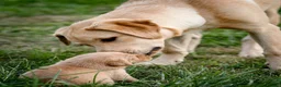 Labrador Retriever dogs for sale: Elite Litter: KC Registered Fox Red Labrador Pups - Advert 20