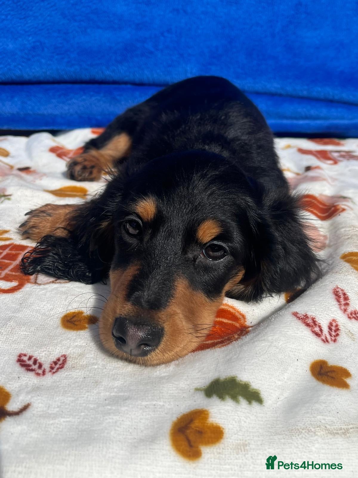 Dachshund dogs "TALLY" LONG H MINI PRA KC REG FULKY VAX  - Advert 2