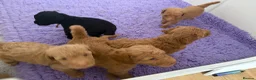Labradoodle dogs for sale: Multigen labradoodle puppies - Advert 20