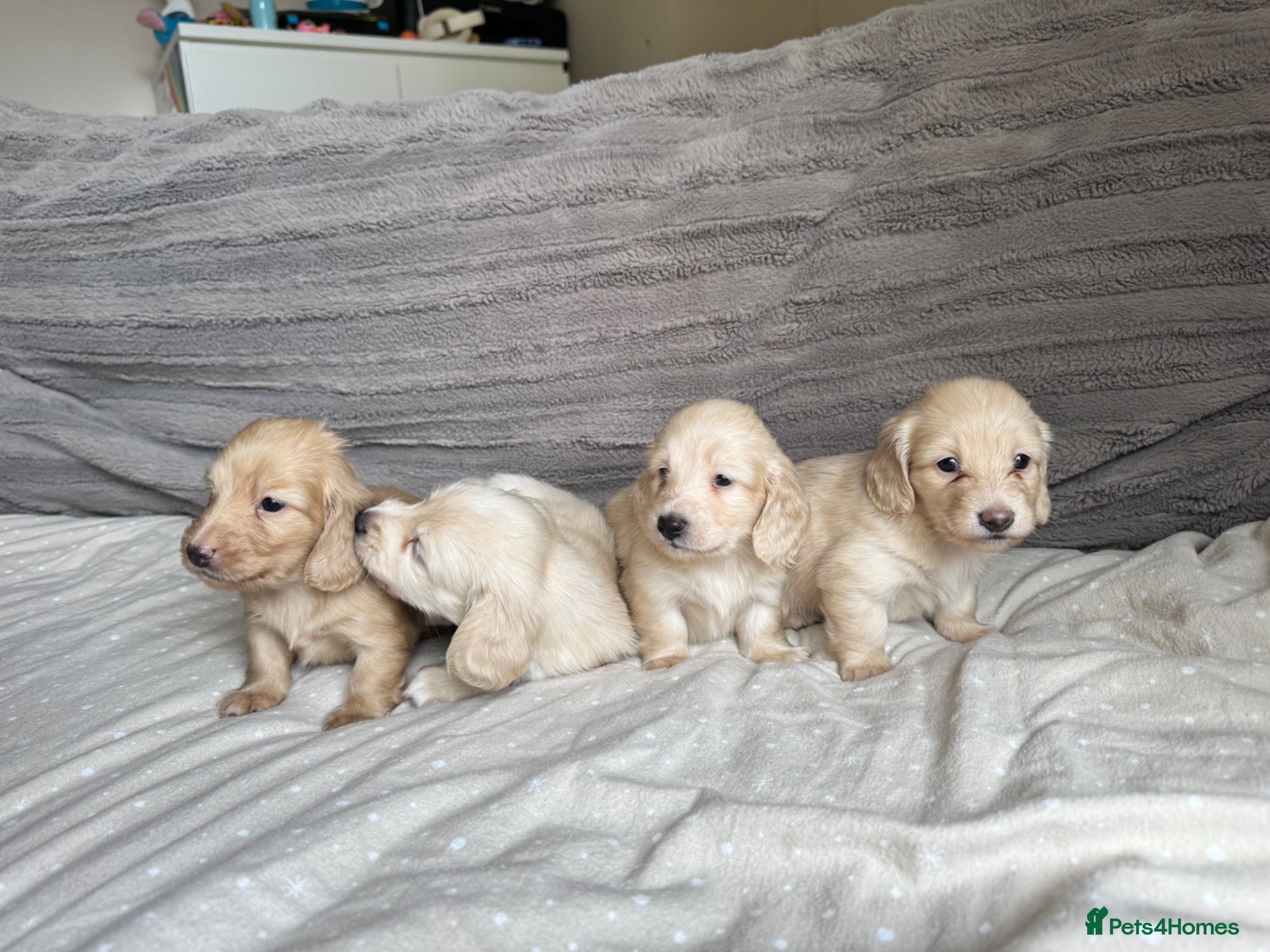 Miniature Dachshund dogs KC mini cream long hair with beautiful coats - Advert 1