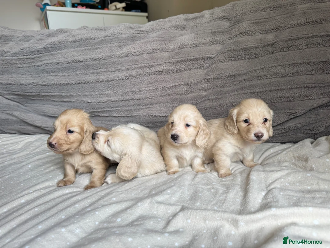 Miniature Dachshund dogs for sale: KC mini cream long hair with beautiful coats - Advert 1