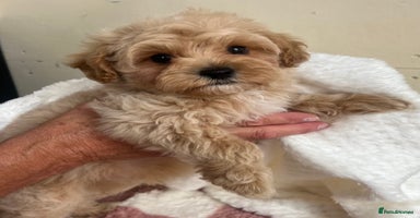 Cavachon dogs - Advert 1