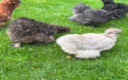 Chickens poultry for sale: Pair of Silkie bantam hens - Image 1