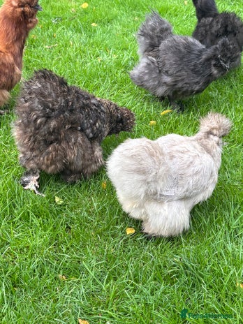 Chickens poultry - Advert 2