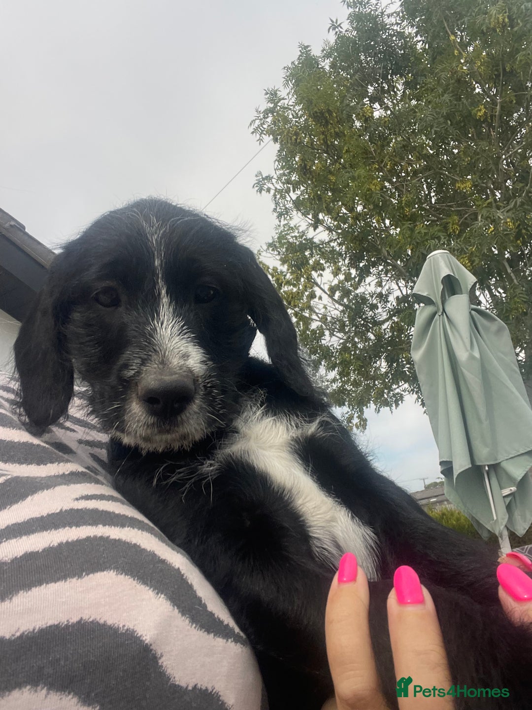 Mixed Breed dogs for sale: Last girl Ready to go Rare Dalmadoodle puppies 🏡 - Image 4