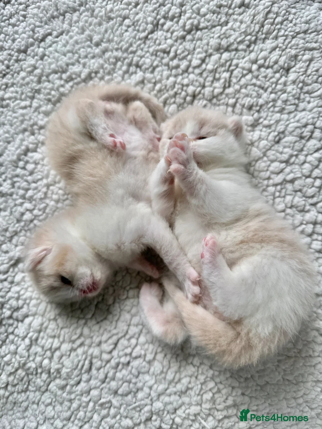 British Shorthair cats for sale: Three Handsome BSH Kittens  - Advert 2