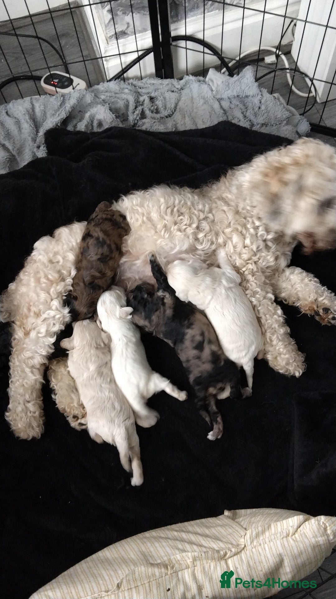 Poochon dogs for sale: Poochons  - Image 29