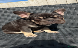 French Bulldog dogs for sale: Beautiful French bulls  - Image 18