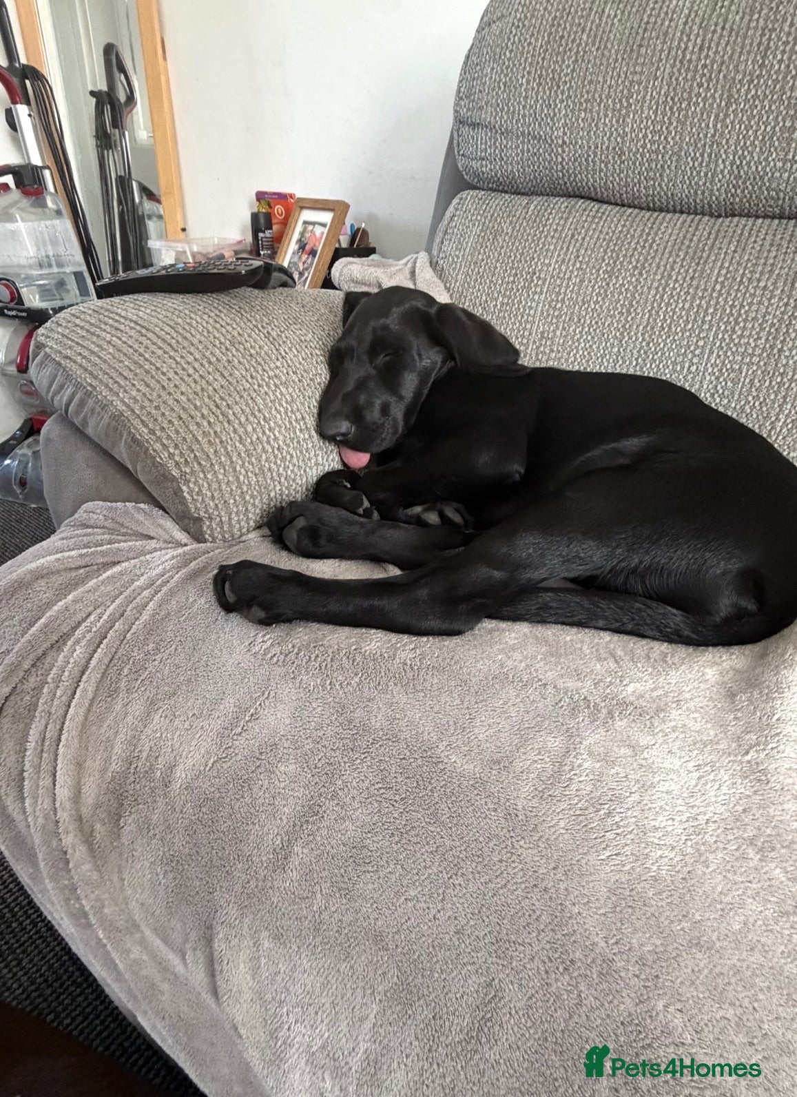 Labrador Retriever dogs Beautiful Lab female  - Advert 18