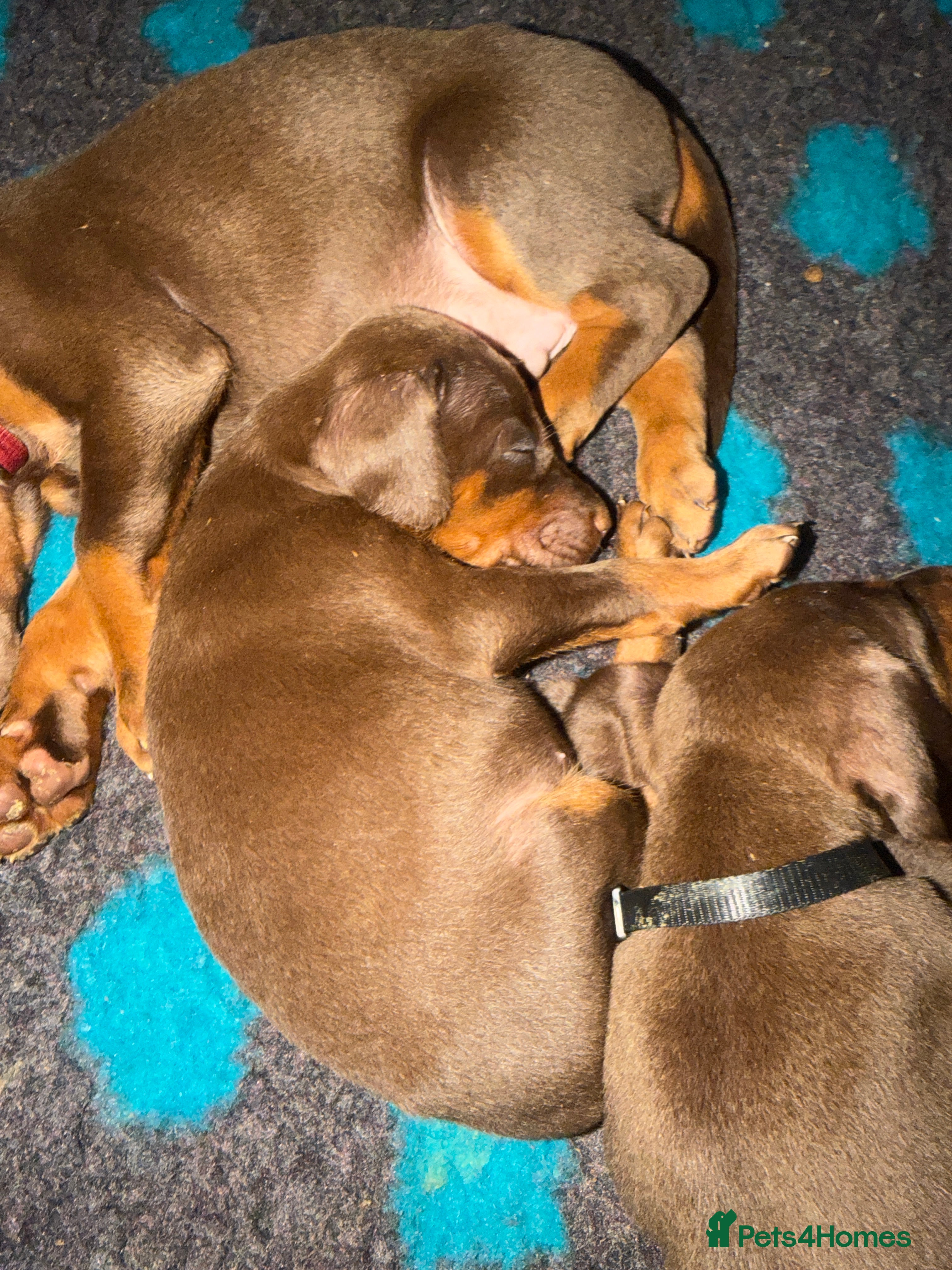 Dobermann dogs 12 stunning Doberman puppies - Advert 2