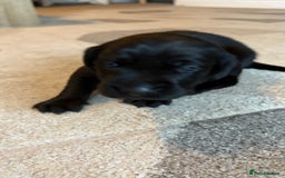Labrador Retriever dogs for sale: KC Registered Labrador Puppies Ready 24th November - Image 9