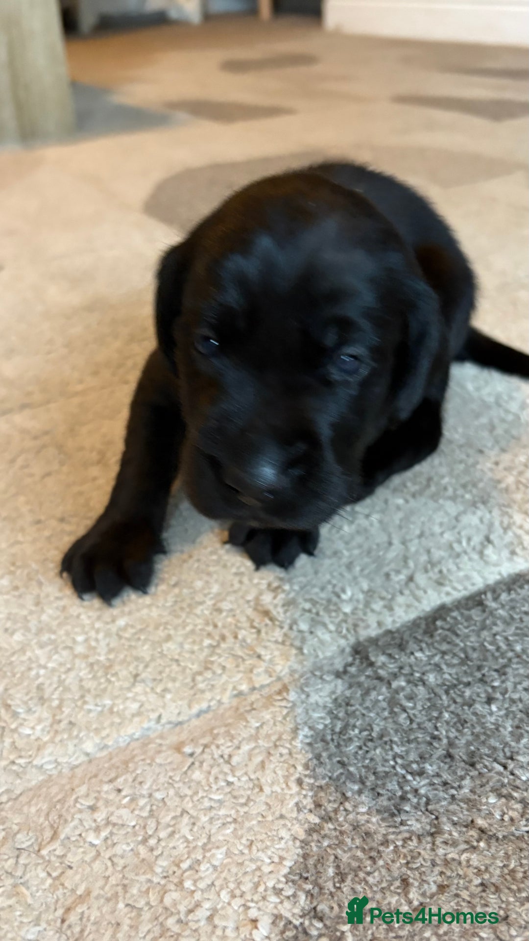 Labrador Retriever dogs for sale: KC Registered Labrador Puppies Ready 24th November - Image 9