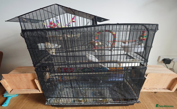 Budgerigars birds in Reading - Advert 5