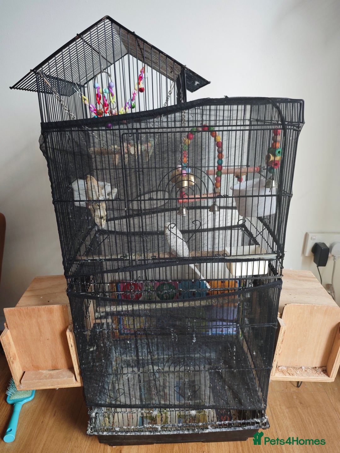 Budgerigars birds for sale: Budgies with cage for Sale in Reading - Image 1