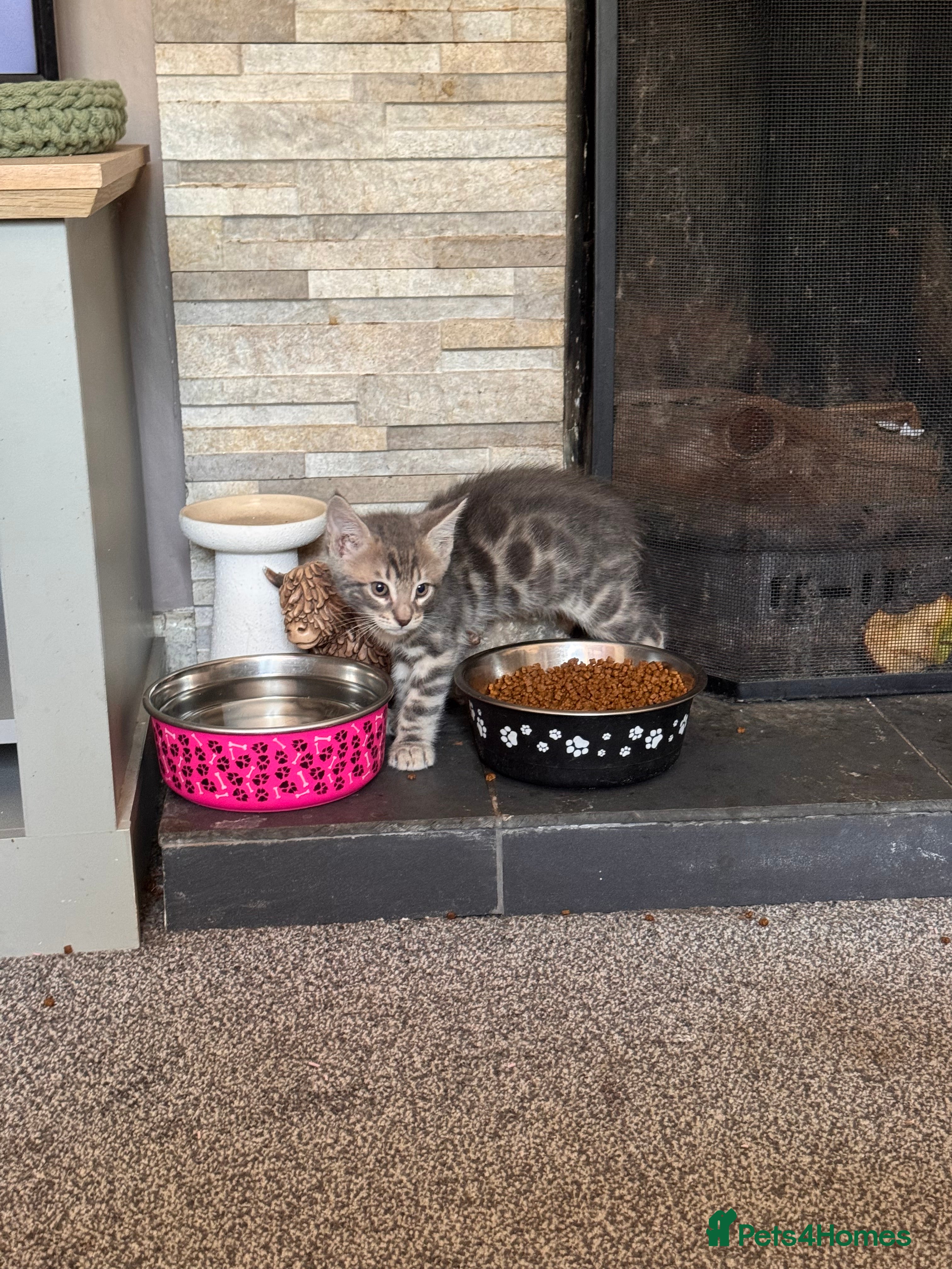 Mixed Breed cats Bencoon kittens Maine Coon x Bengal  - Advert 2