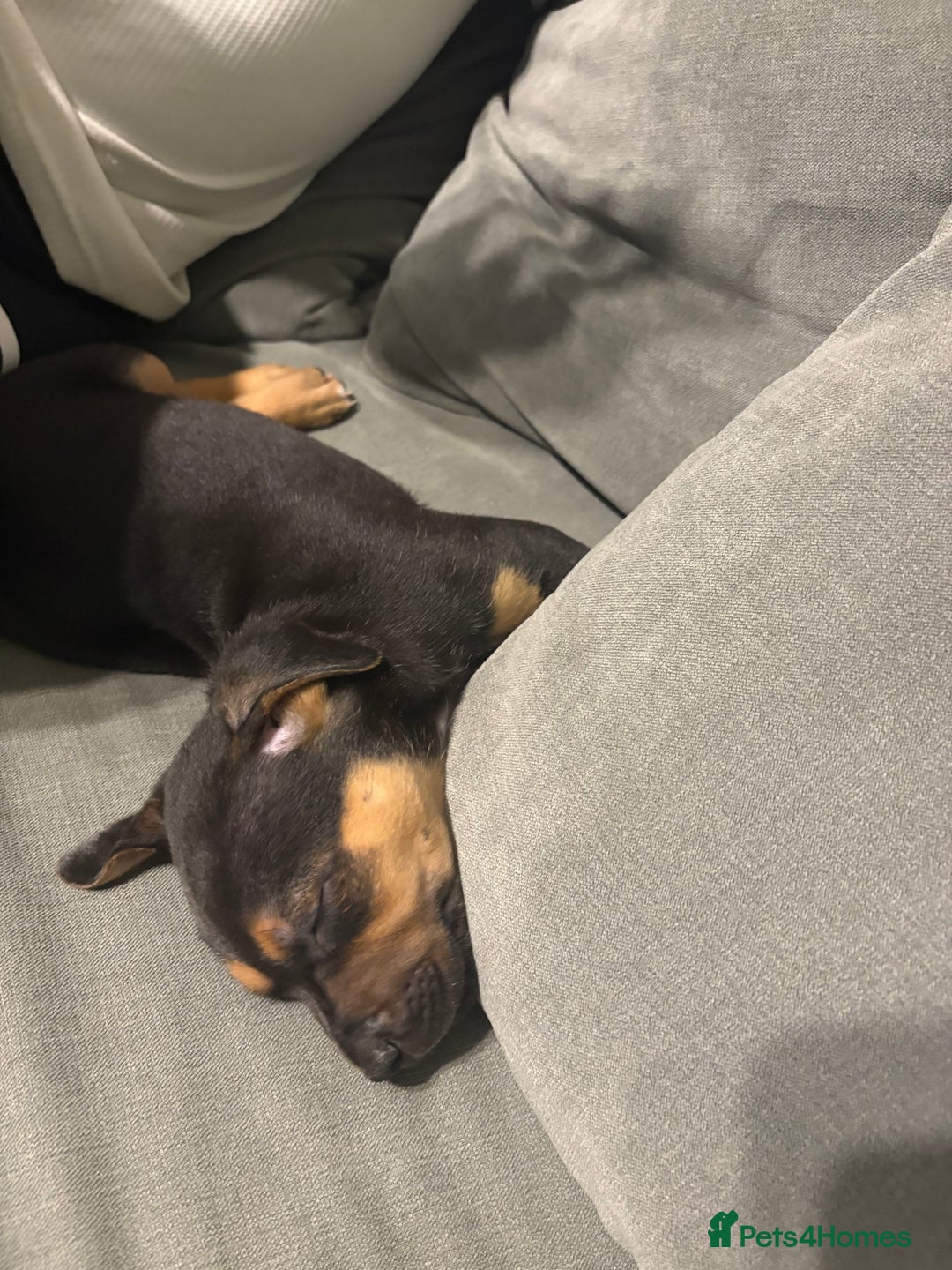 Rottweiler dogs for sale: Rottweiler puppy - Image 2