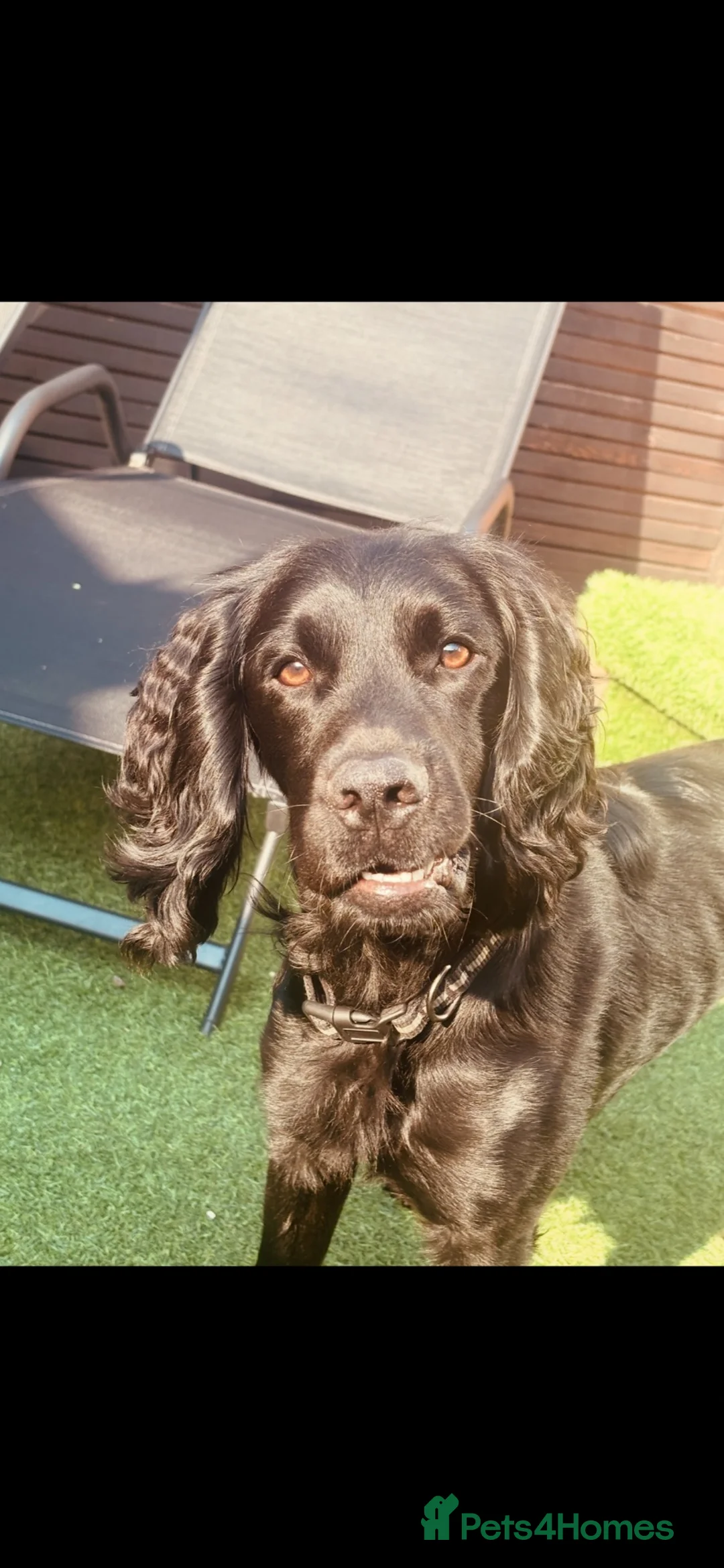 Cocker Spaniel dogs for sale: Cocker Spaniel Pups in Liverpool - Advert 5