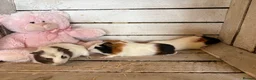 Guinea Pig rodents for sale: Young guinea pigs for sale  - Advert 3