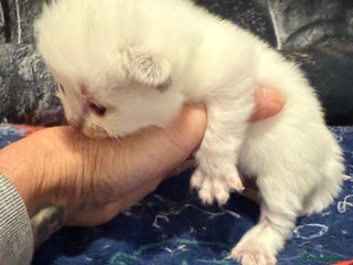 Ragdoll cats - Advert 5