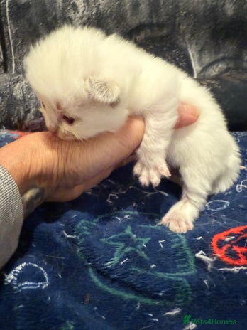 Ragdoll cats - Advert 1