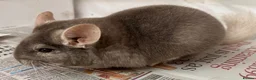 Chinchilla rodents for sale: Bertie, beautiful Beige boy - Advert 3