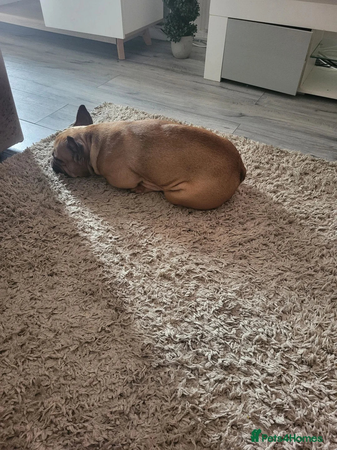 French Bulldog dogs for sale: Miss kora - Advert 8