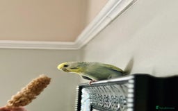 Budgerigars birds for sale: Pair of budgies - Image 4