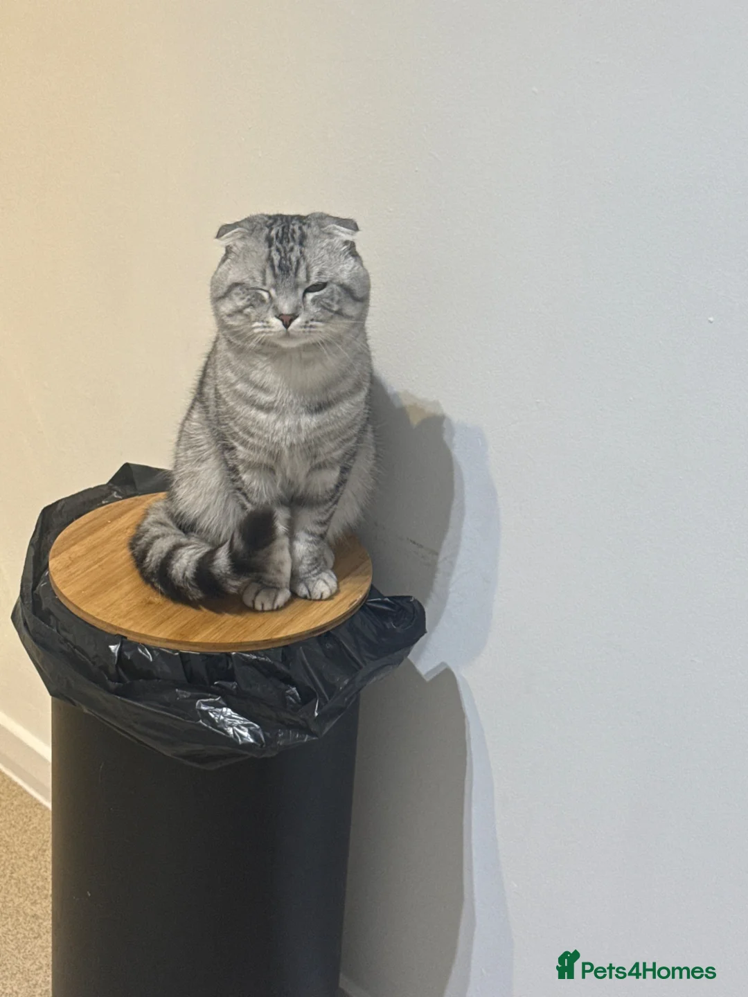 Scottish Fold cats for sale: Beautiful male Scottish fold - Advert 3