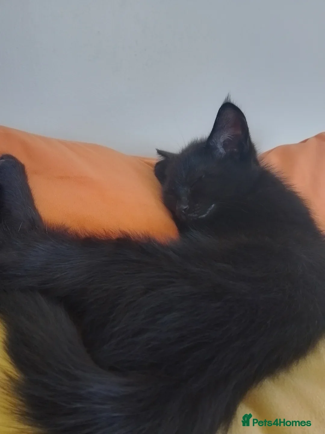 Ragdoll cats for sale: 1 Black Ragdoll Cross Kitten NO OTHER CATS/DOGS  - Image 1