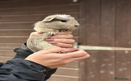 Guinea Pig rodents for sale: Extra Special Guinea Pig Babies  - Image 4