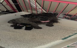 Miniature Schnauzer dogs for sale: 2xBeautiful kc reg mac/eye clr mini schnauzer girl - Image 12