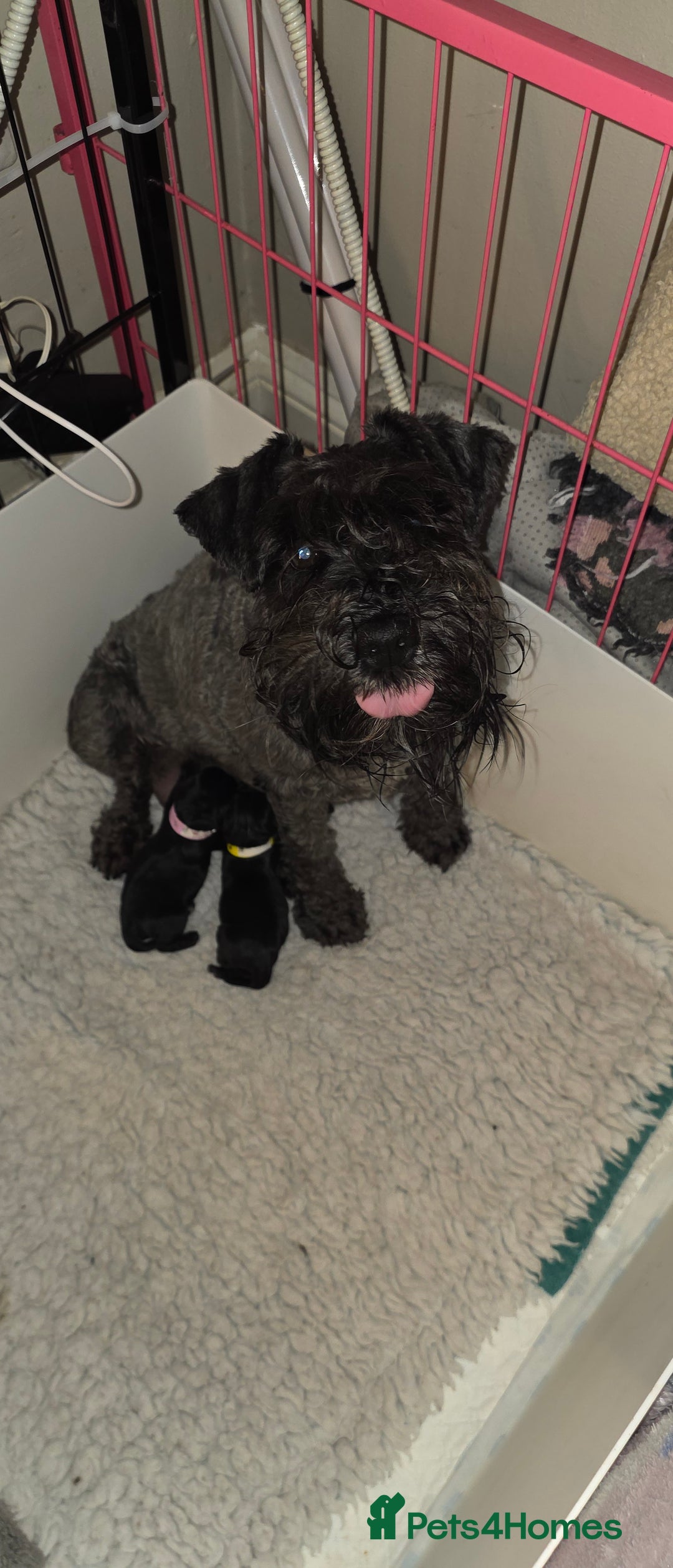 Miniature Schnauzer dogs for sale: 2xBeautiful kc reg mac/eye clr mini schnauzer girl - Image 12