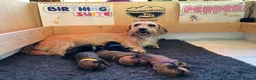 Miniature Dachshund dogs for sale: Dachshund Puppies for sale in Inverness - Advert 2