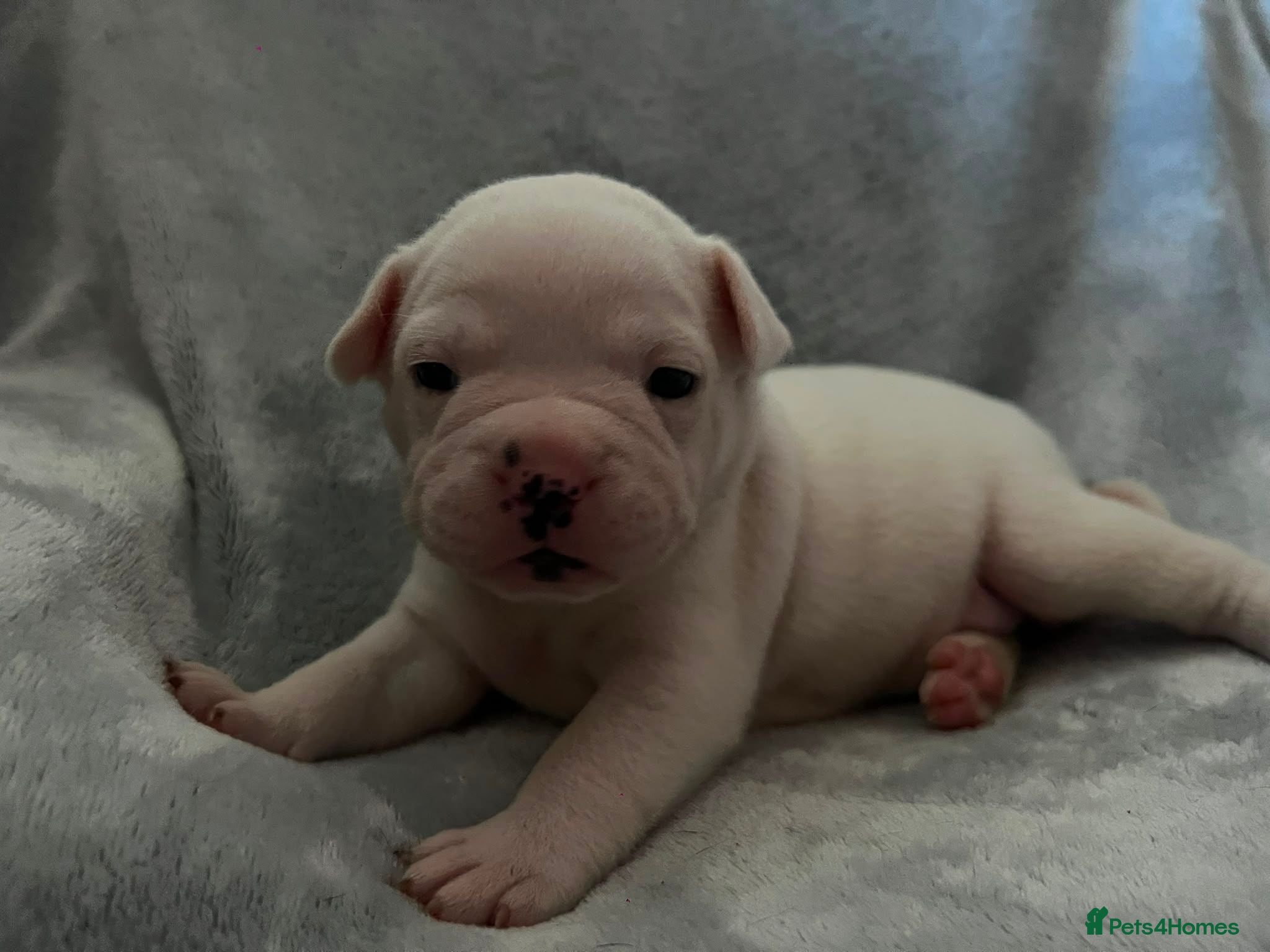 Mixed Breed dogs Stunning Fringlish puppies  - Advert 17
