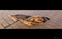 Cockapoo dogs for sale: Beautiful F1 Cockapoo puppies - Image 17