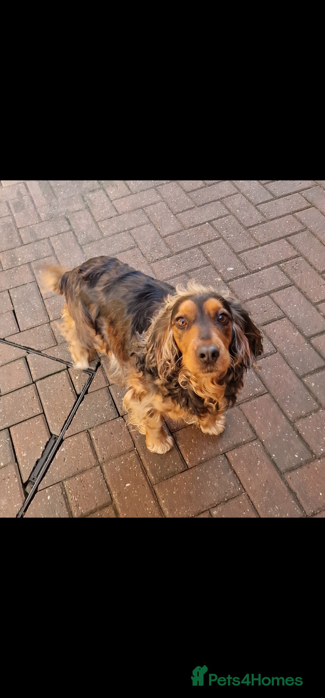 Cockapoo dogs for sale: Beautiful F1 Cockapoo puppies - Image 17