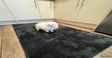 Pomeranian dogs - Advert 8