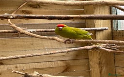 Mixed Breed birds for sale: Young stunning Kakariki’s  - Image 8
