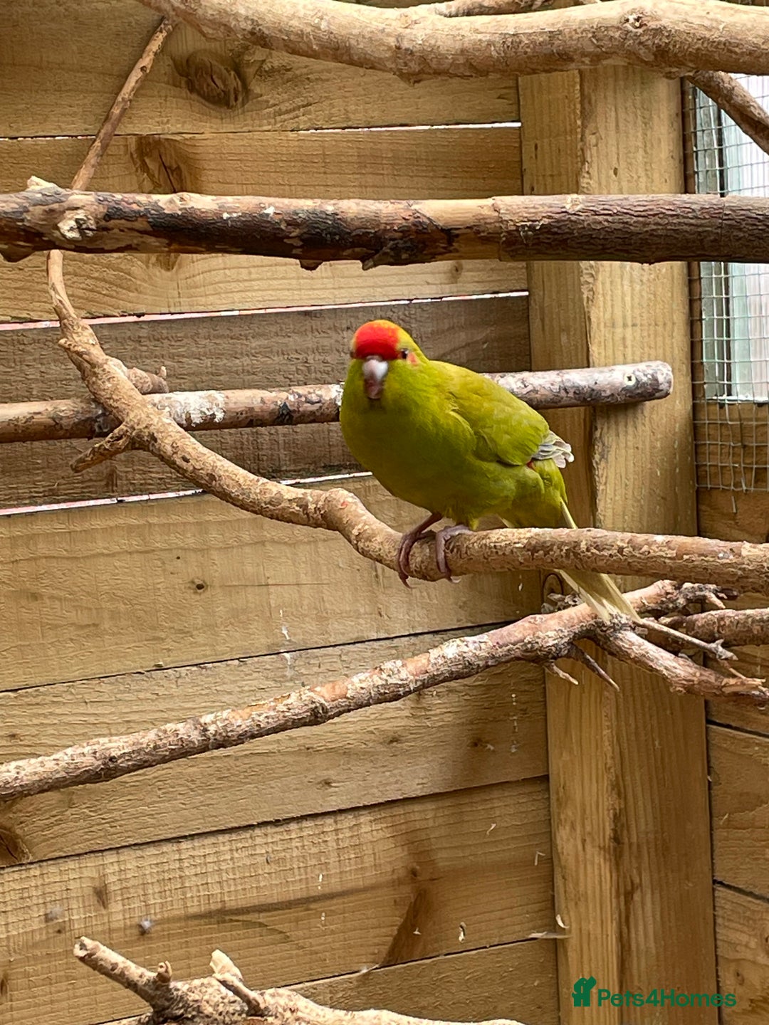 Mixed Breed birds for sale: Young stunning Kakariki’s  - Image 8