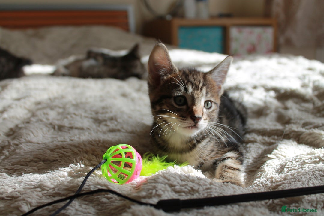 Bengal cats for sale: Adorable, affectionate, so cute kittens for sale!! - Image 23